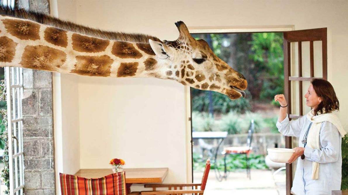 Hotel Giraffe Mannor