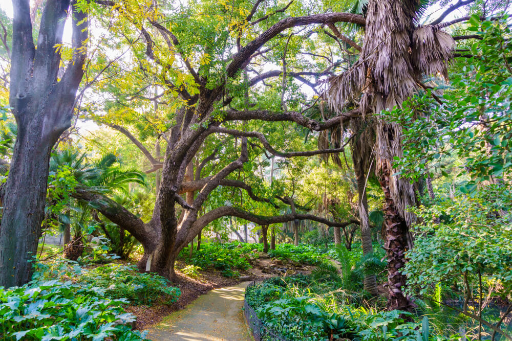 Paseo del Jardin d'Essai en Argel