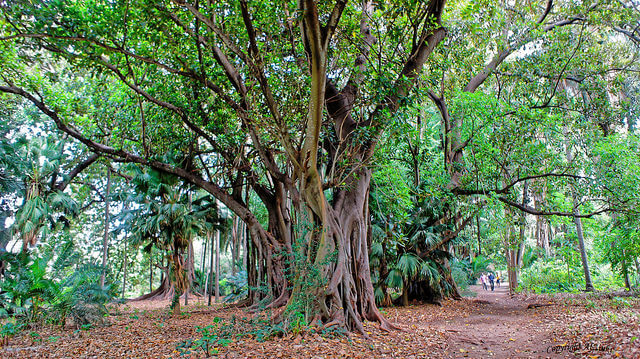 Jardín d'Essai en Argel