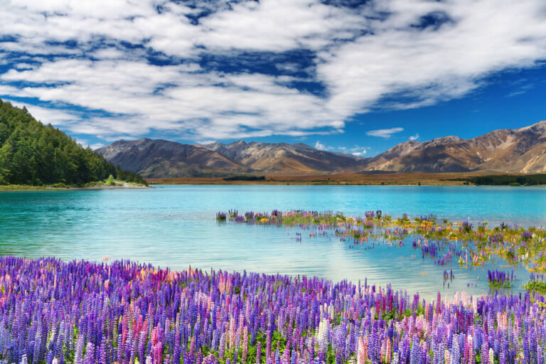 5 Cosas Que Puedes Hacer En El Lago Tekapo Mi Viaje