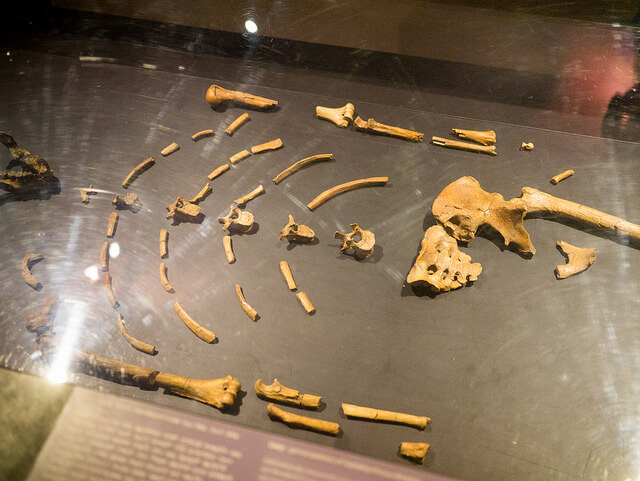 Restos óseos del Museo Nacional de Etiopía