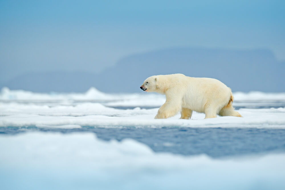 Oso polar en Svalbard