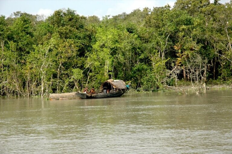 Sundarbans: el bosque de manglar más grande del mundo