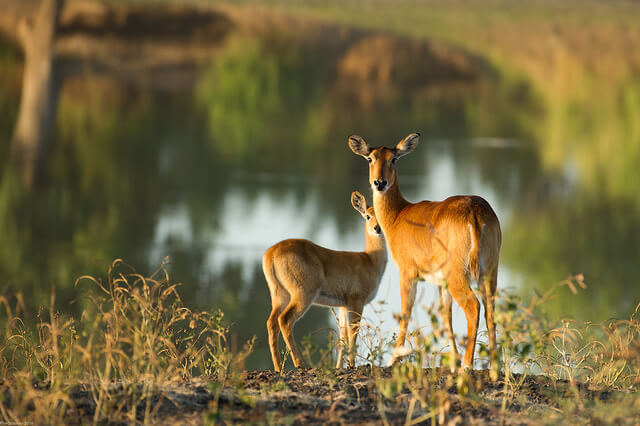 Parque Nacional del Sur de Luangwa en Zambia