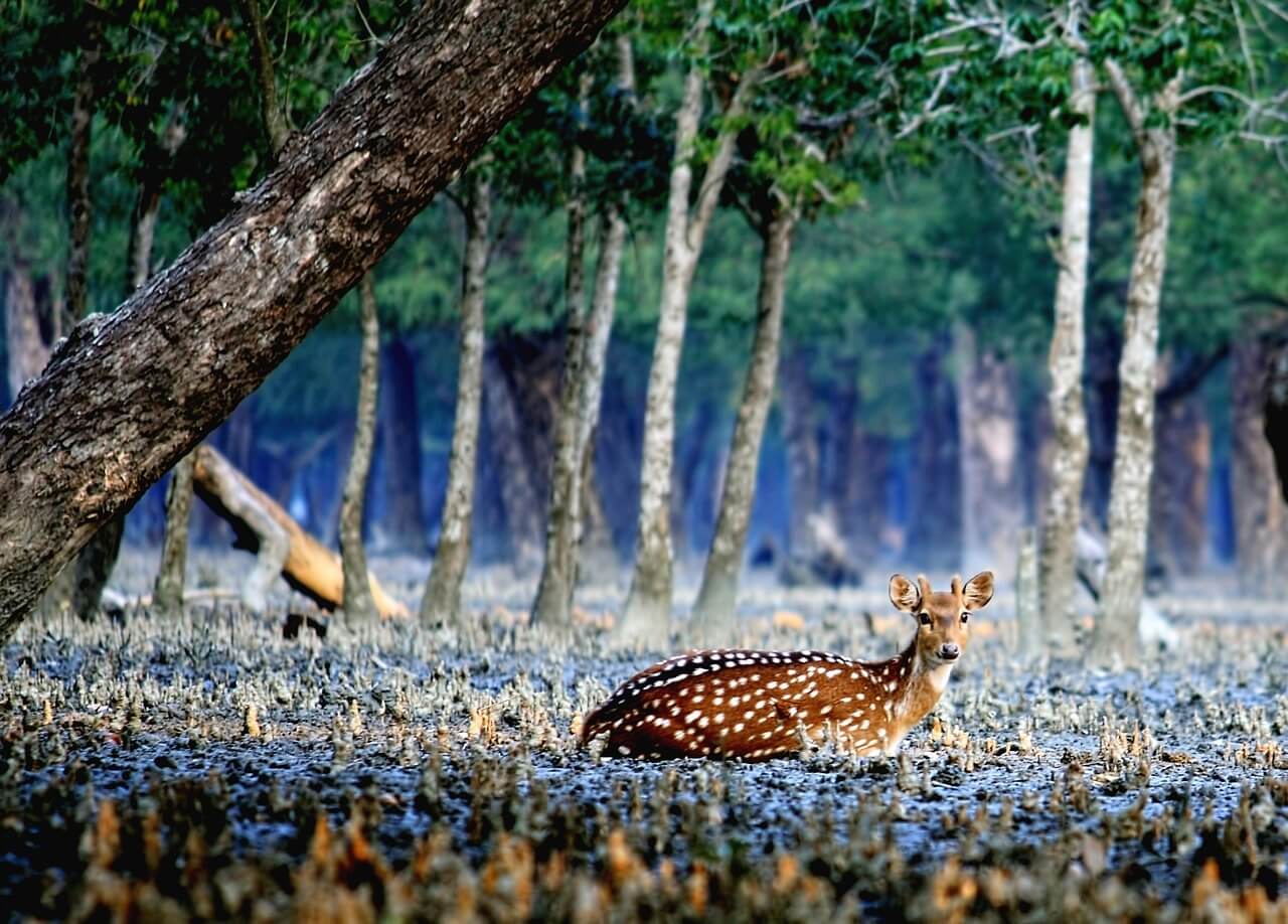 Parque Nacional de Sundarbans 
