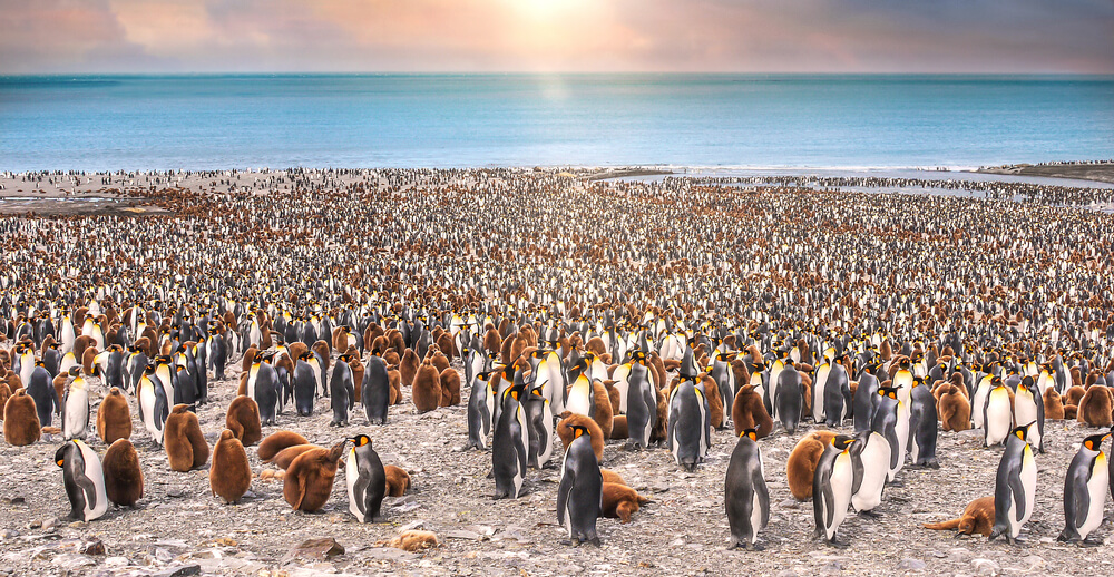 Colonia de Pingüinos en Georgia del Sur