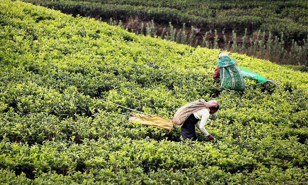 Plantación de té en Sri Lanka