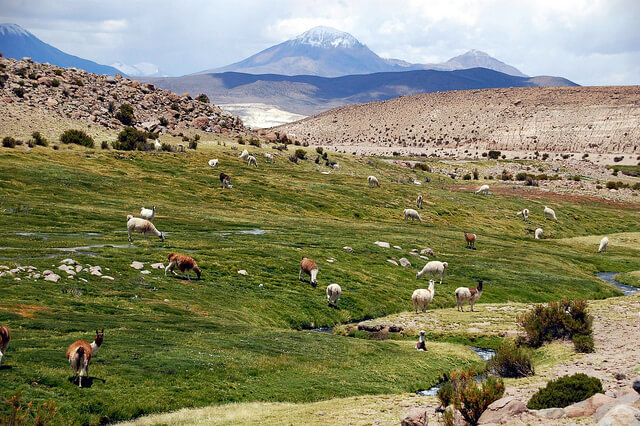 Reserva Nacional las Vicuñas en Chile