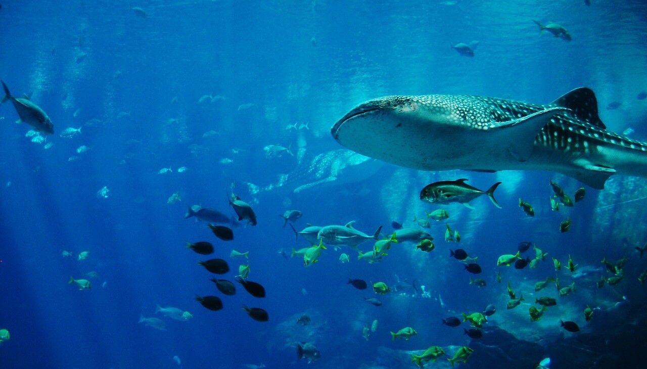 Tiburón ballena en la bahía de Ghoubet