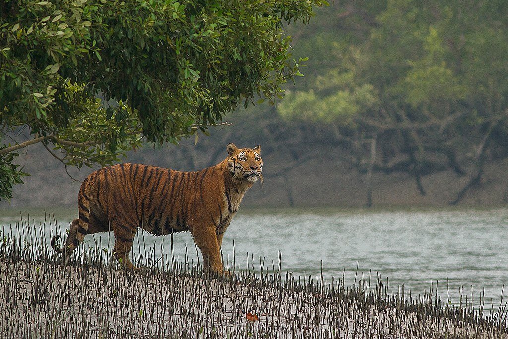 Tigre de Bengala en Sundarbans