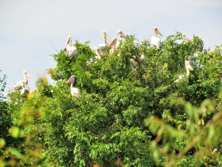 La reserva de aves de Prek Toal en Tonlé Sap, Camboya