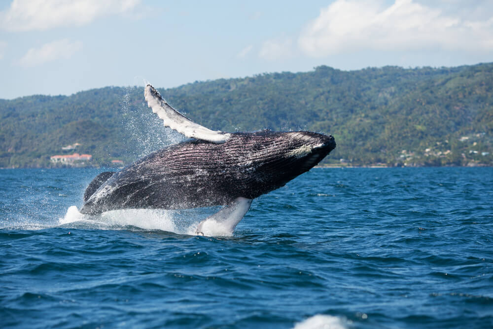 Ballena jorobada en la bahía de Samaná
