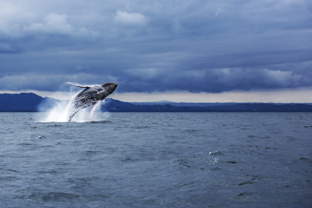 Ballena jorobada en la bahía de Samaná