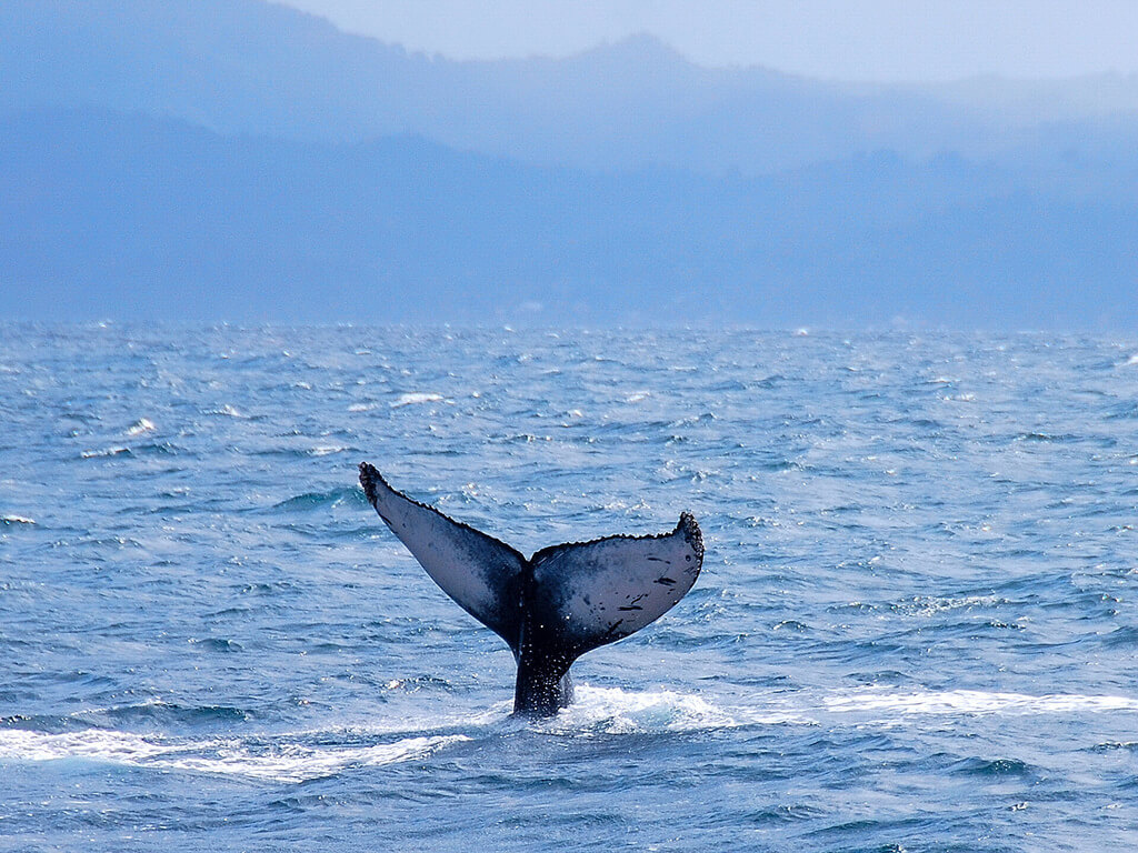 Ballena jorobada en la bahía de Samaná