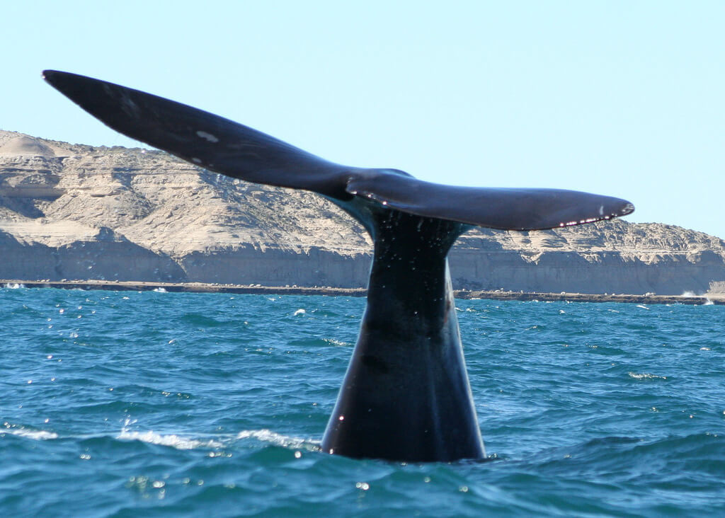 Ballena en península Valdés, en Chubut