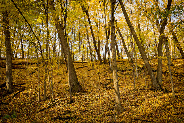 Bosque en Long Lake
