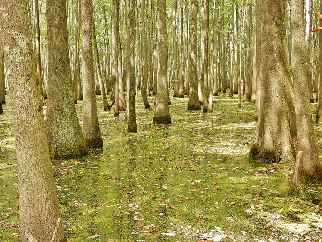Bosque de tupelo