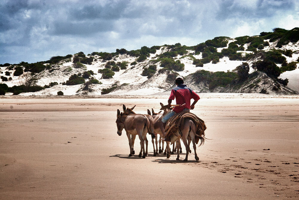 Burros en Lamu