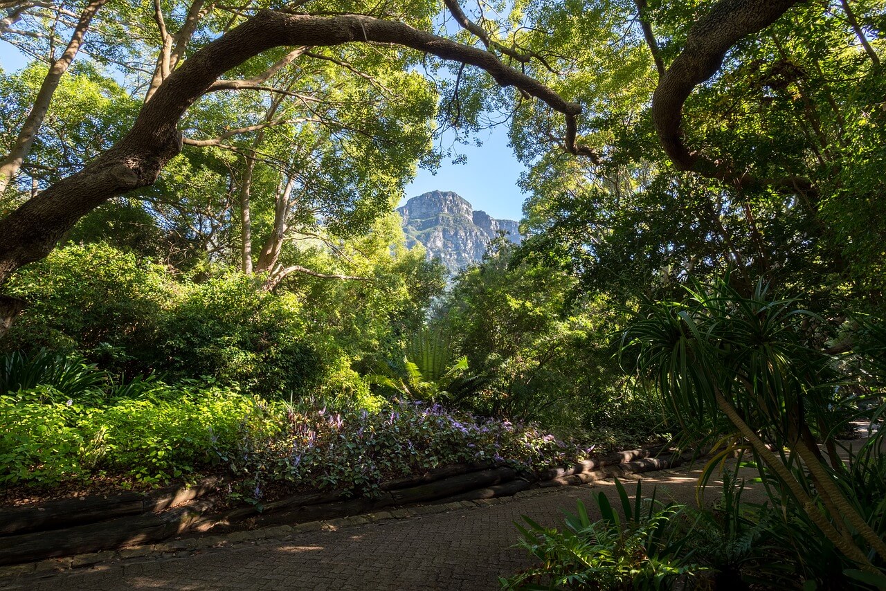 Sendero dentro del jardín de Kirstenbosch