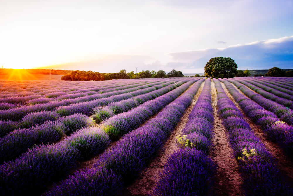 Campos de lavanda en Brihuega