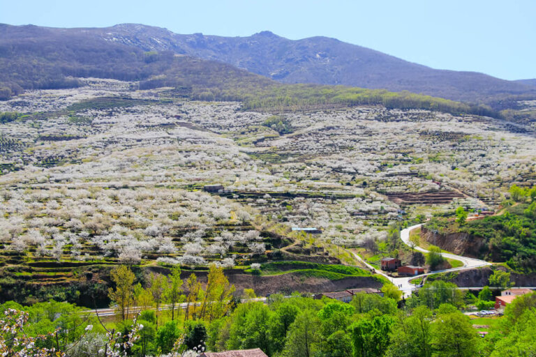 La floración de los cerezos del Valle del Jerte, pura magia