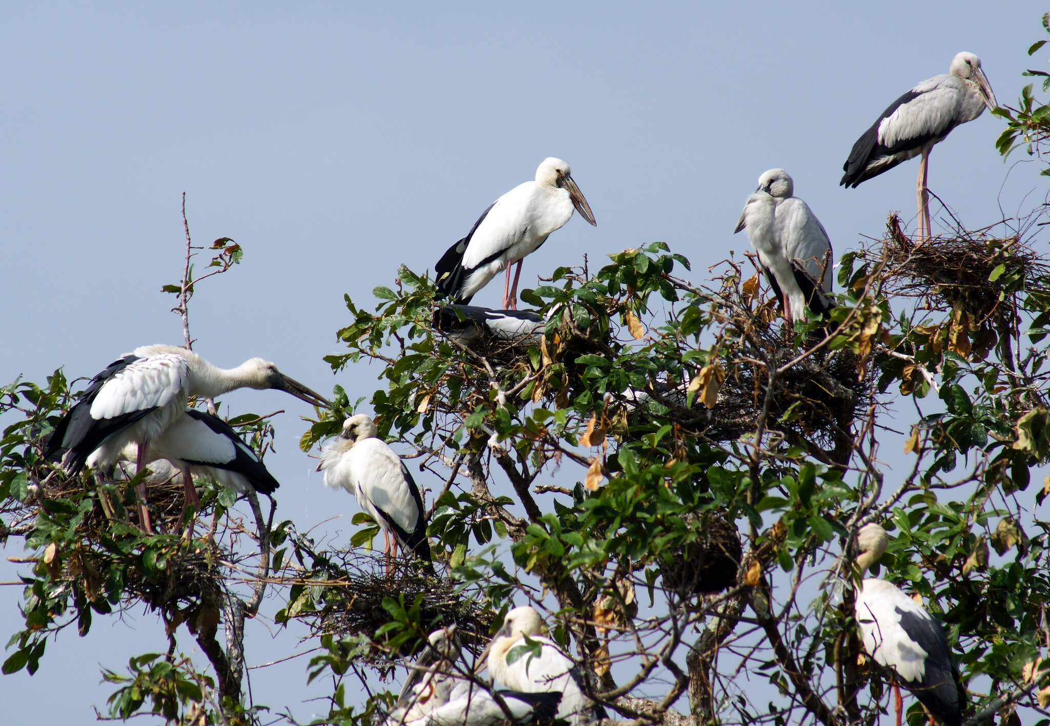 Cigüeñas en Prek Toal