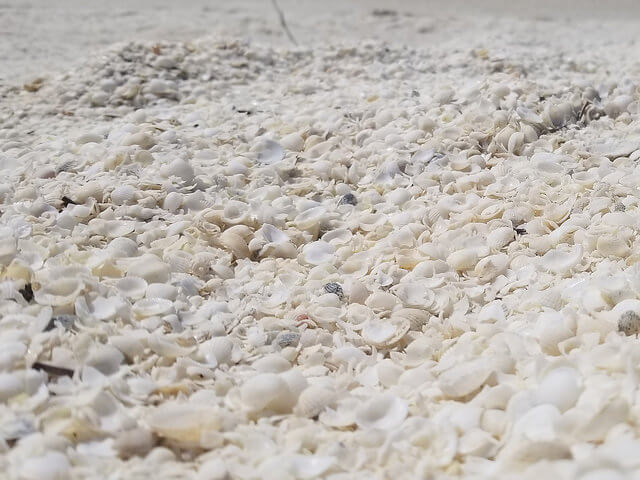 Conchas en Shell Beach