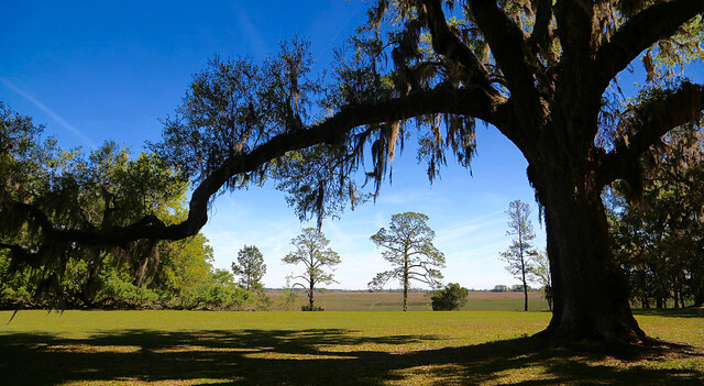 Plantación en Darien