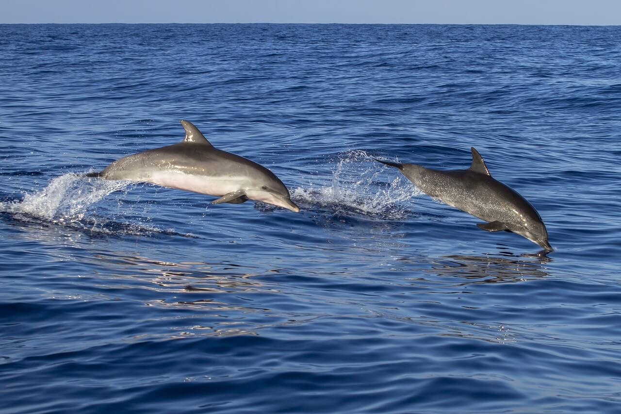 Delfines en Madeira