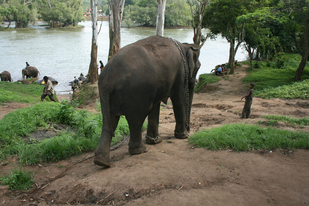 Elefantes en Coorg