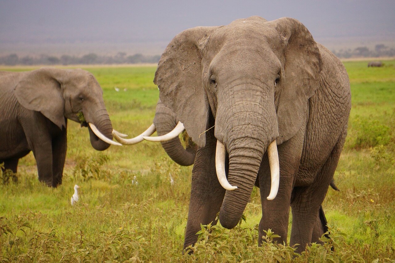 Elefantes en su hábitat