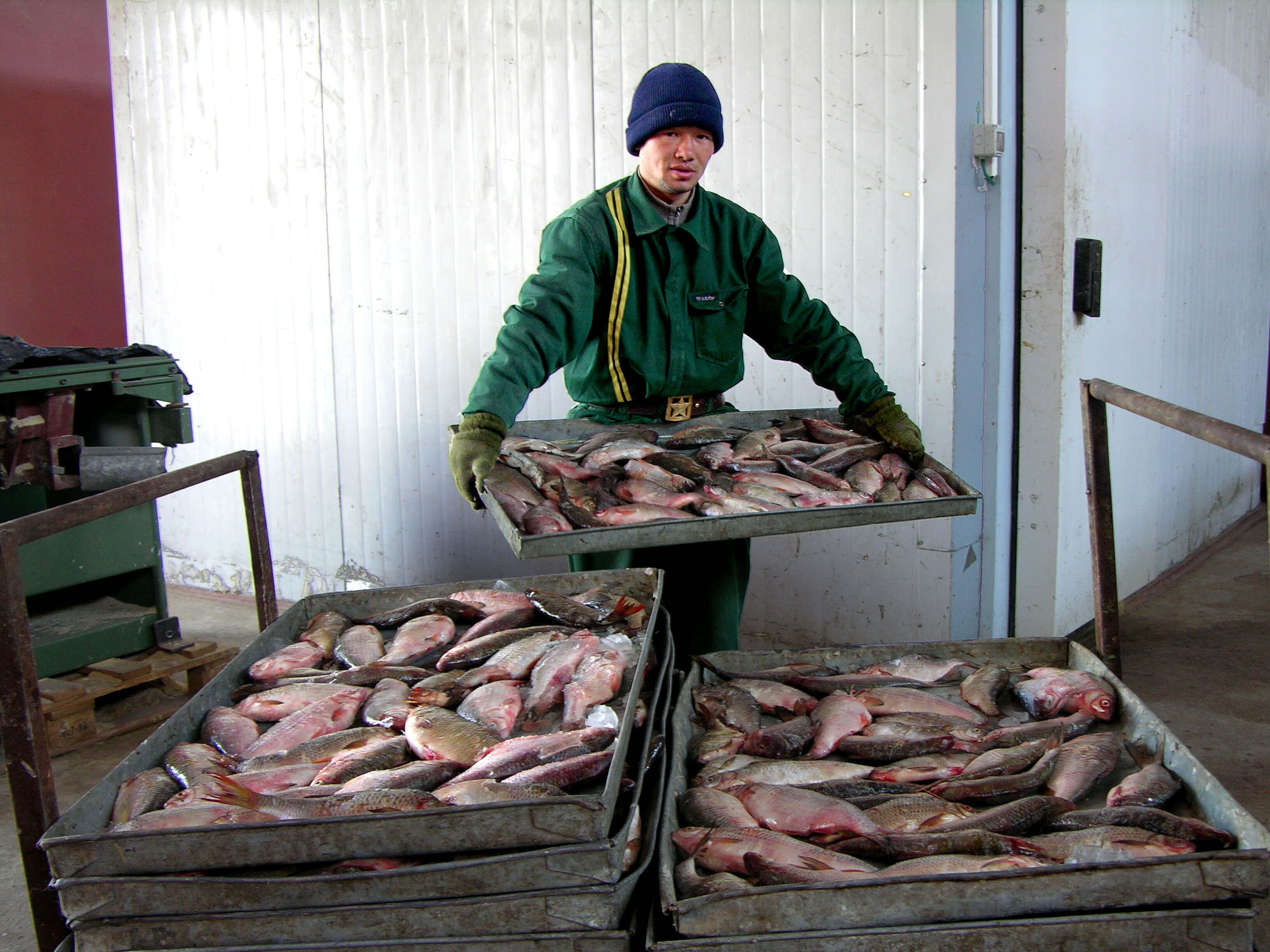 Factoría de pescado en Aralsk