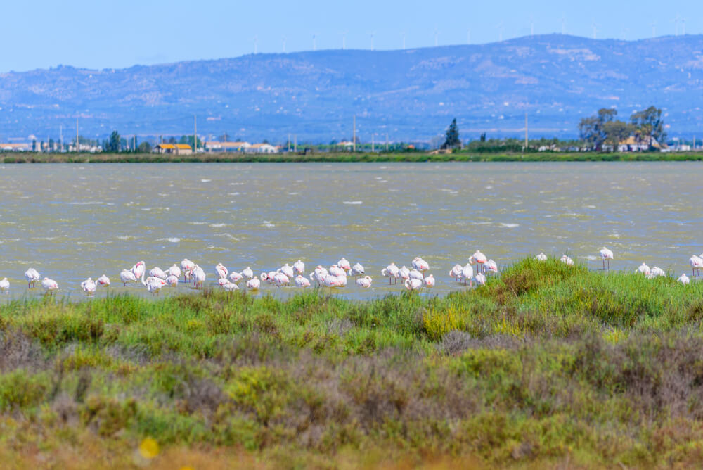 Flamencos en el delta del Ebro