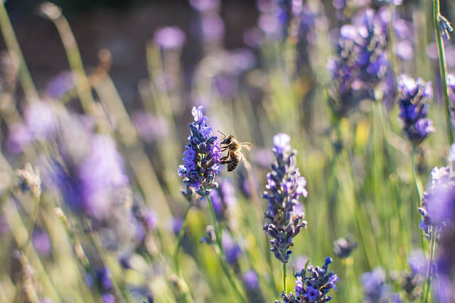 Flor de lavanda