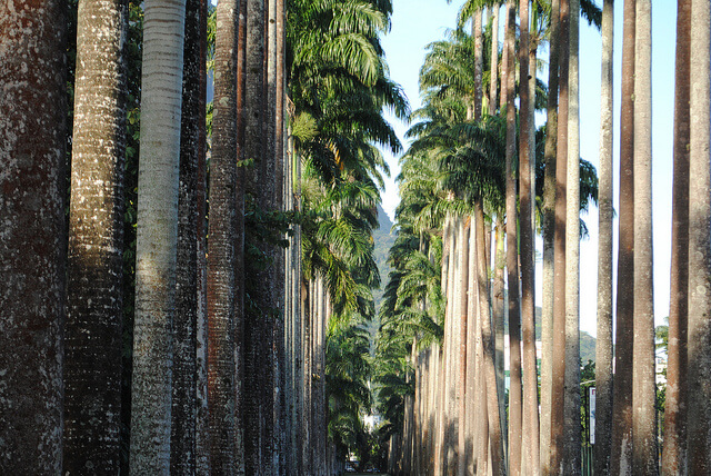 Galería de palmeras imperiales en el botánico de Río de Janeiro