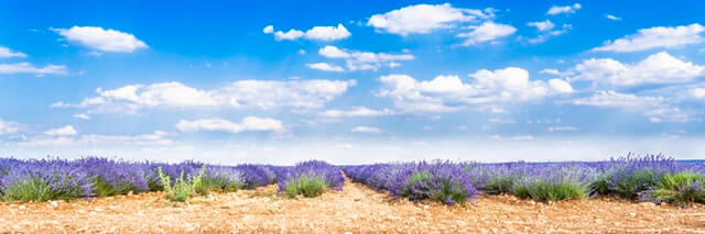 Campos de lavanda