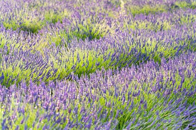 Campos de lavanda