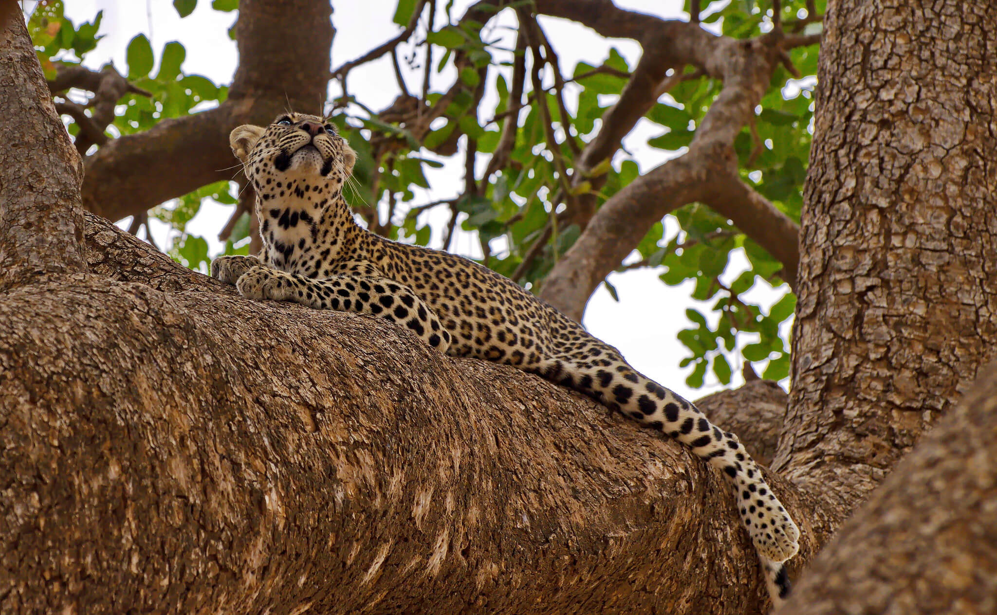 Leopardo en Samburu