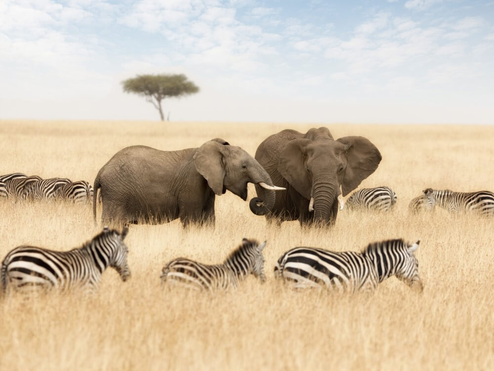 Visitamos el Masai Mara Triangle en Kenia