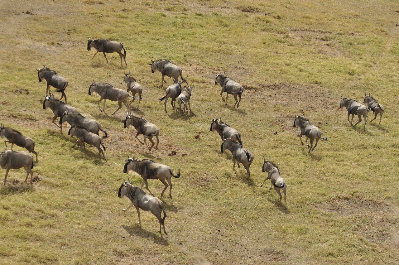 Migración de ñus en Masai Mara Triangle
