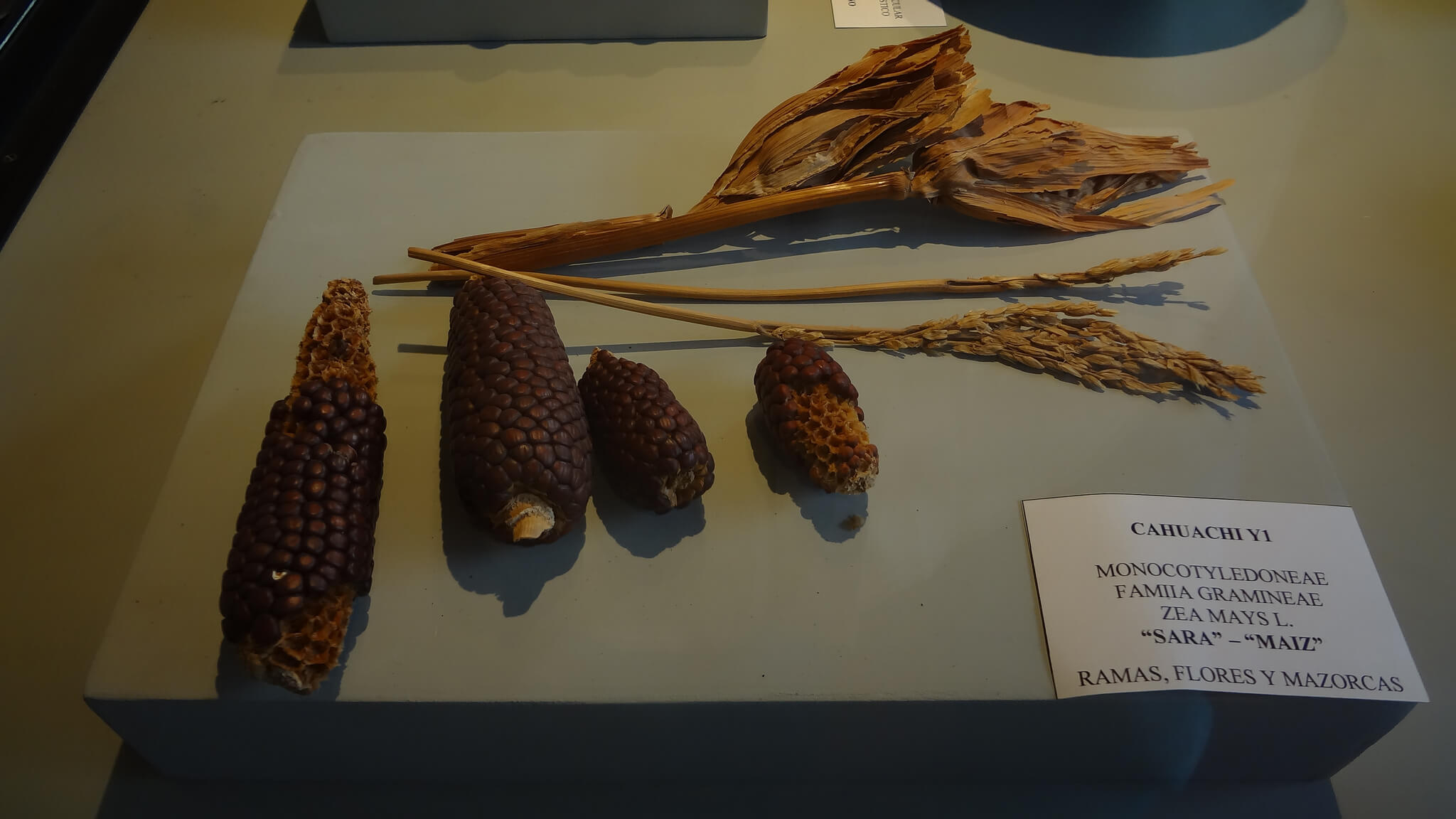 Exposición del museo Antonini