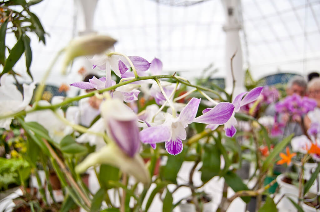 Orquidiario en el Jardín Botánico de Río de Janeiro