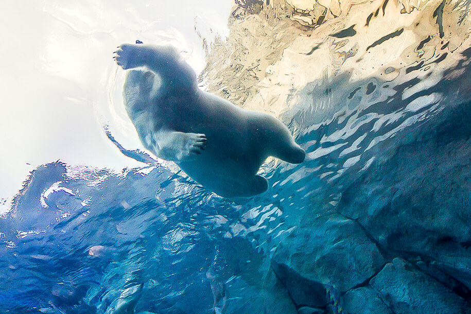 Oso polar nadando en el zoológico de Assiniboine