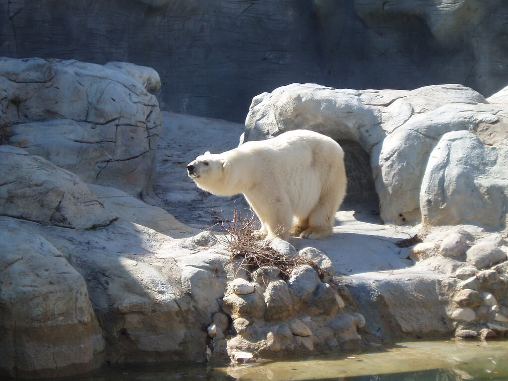 Oso polar en el zoo de Assinoboine