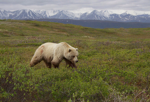 Oso grizzly en el Parque Nacional Denali