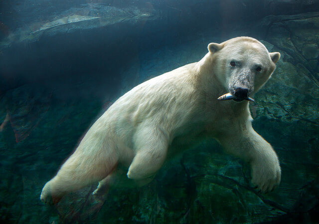 Descubre los osos polares del zoológico de Assiniboine
