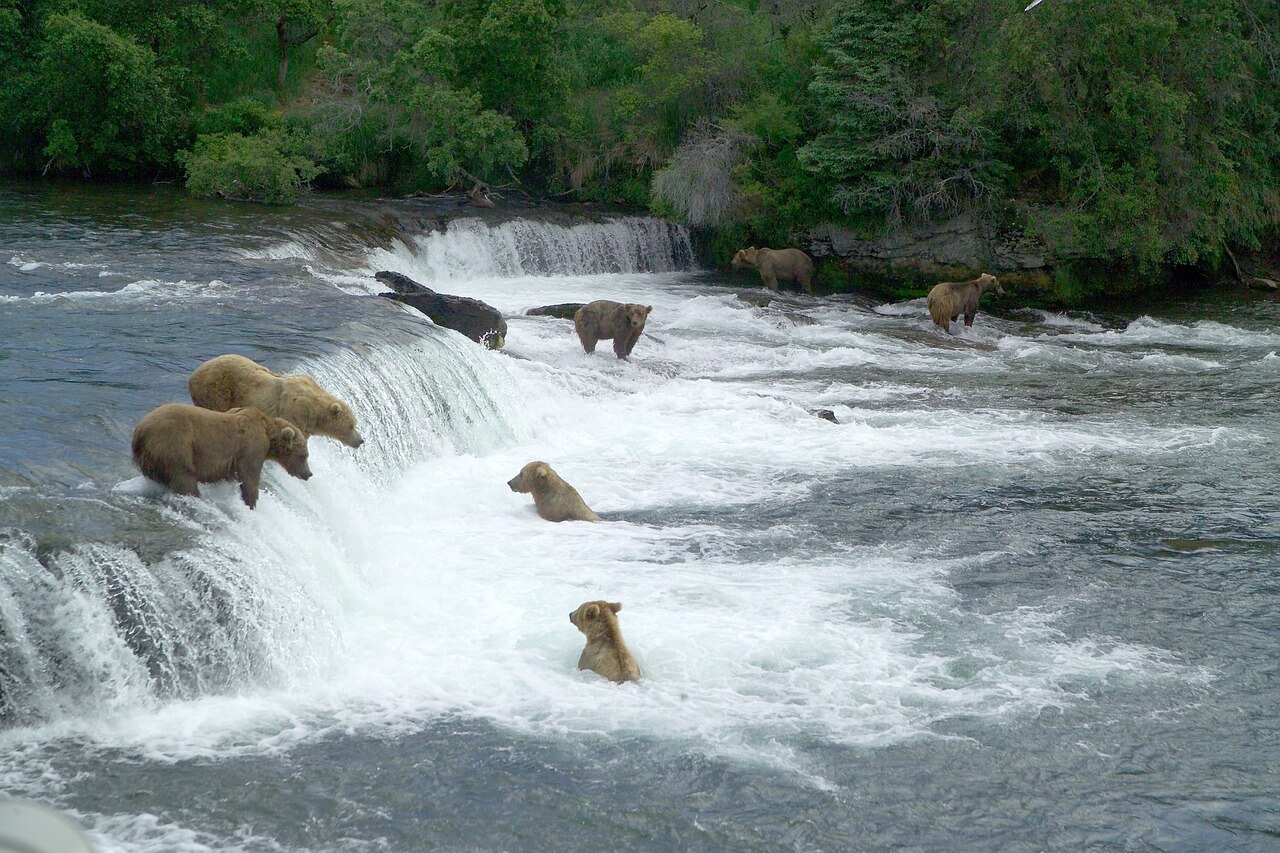 Osos pescando