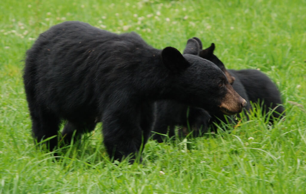 Osos negros en las Grat Smoky Mountains