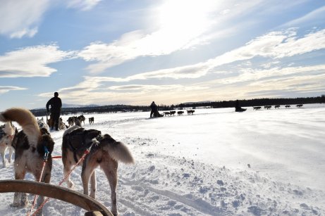 Excursión en trineo de perros por la Laponia noruega 