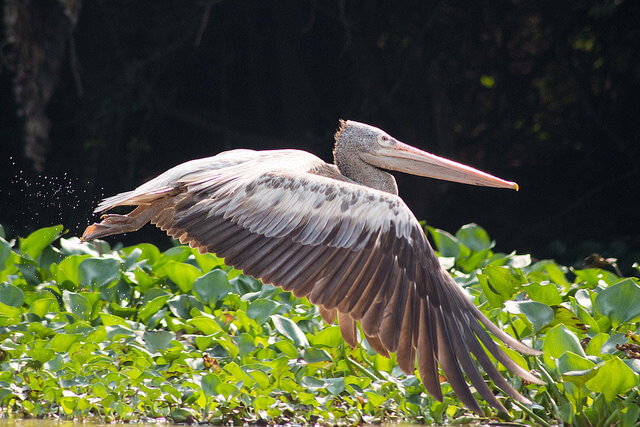 Pelícano en Prek Toal